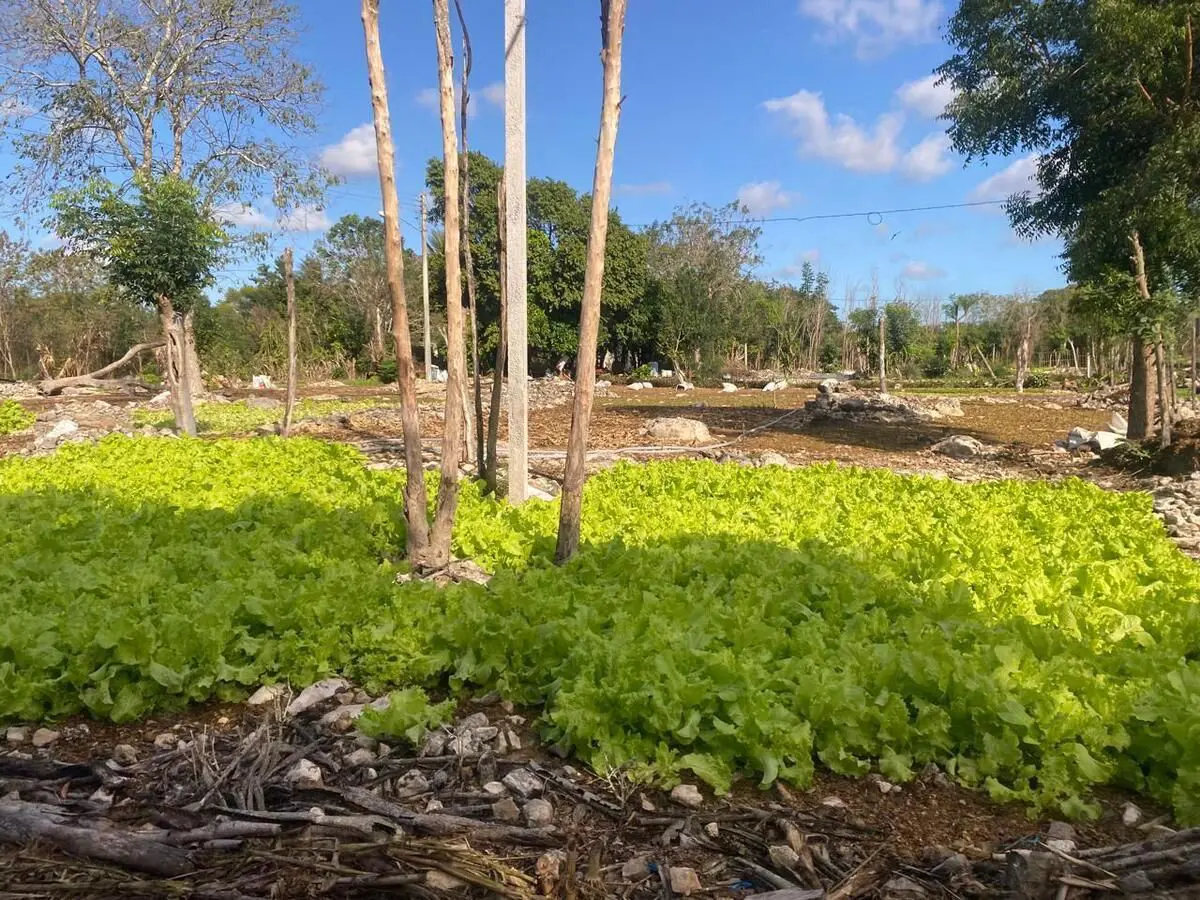 Terreno en renta en Komchen, Mérida — foto 1 de 5