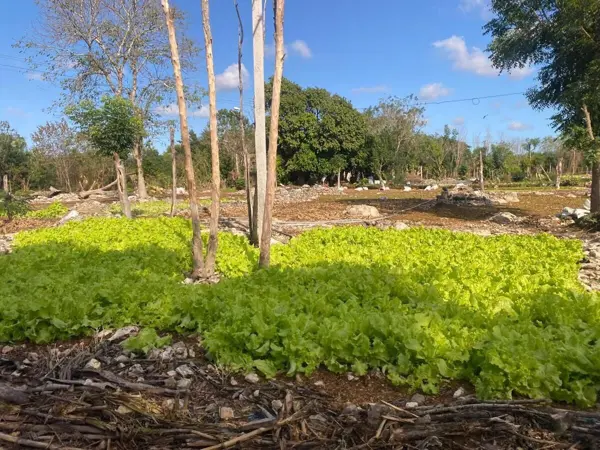Terreno en venta en Komchen, Mérida — foto 3 de 7