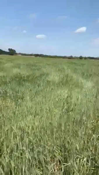 Terreno en venta en San Lorenzo, Cadereyta Jiménez — foto 2 de 6