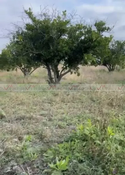 Terreno en venta en Congregación Calles, Montemorelos — foto 3 de 12
