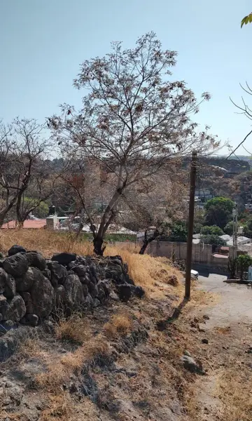Terreno en venta en Alta Palmira, Temixco — foto 2 de 25