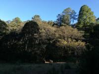 Terreno Campestre Boscoso de 2.8 Ha | Propiedad Privada Escriturada con Acceso Pavimentado