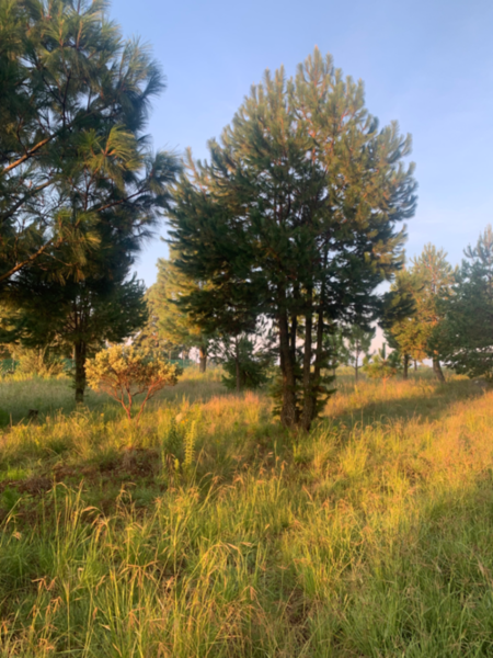 Finca-Rancho en venta en Amealco de Bonfil Centro, Amealco de Bonfil — foto 3 de 16