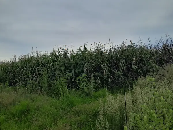 Terreno en venta en San Francisco Acazuchitlaltongo, Polotitlán — foto 2 de 15