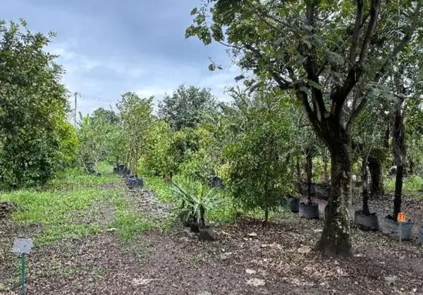 Terreno en venta en Centro, Yautepec — foto 2 de 5