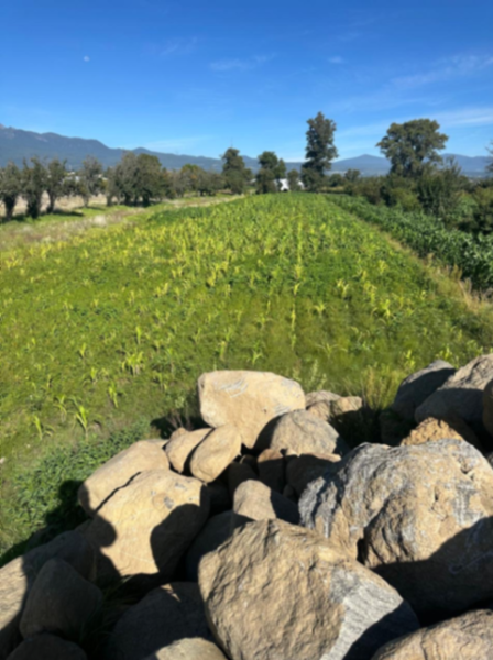 Terreno en venta en San Matias Atzala, San Felipe Teotlalcingo — foto 2 de 10