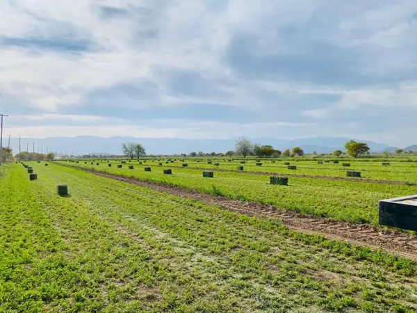 Terreno en venta en León Guzmán, Lerdo — foto 3 de 6