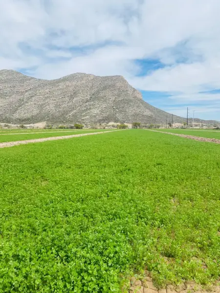 Terreno en venta en León Guzmán, Lerdo — foto 2 de 6