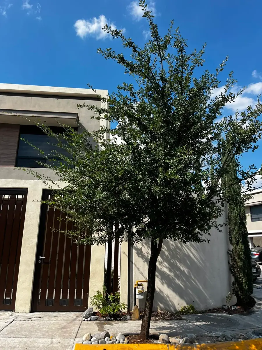 Casa en Renta en Privada Residencial Aviana, General Escobedo, Nuevo León