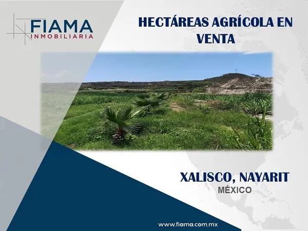 HECTÁREAS AGRÍCOLAS EN VENTA, XALISCO, NAYARIT. (EN)