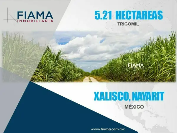 Terreno en venta en Trigomil, Xalisco — foto 2 de 7