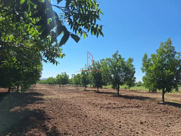 Terreno en venta en Saucillo Centro, Saucillo — foto 2 de 10