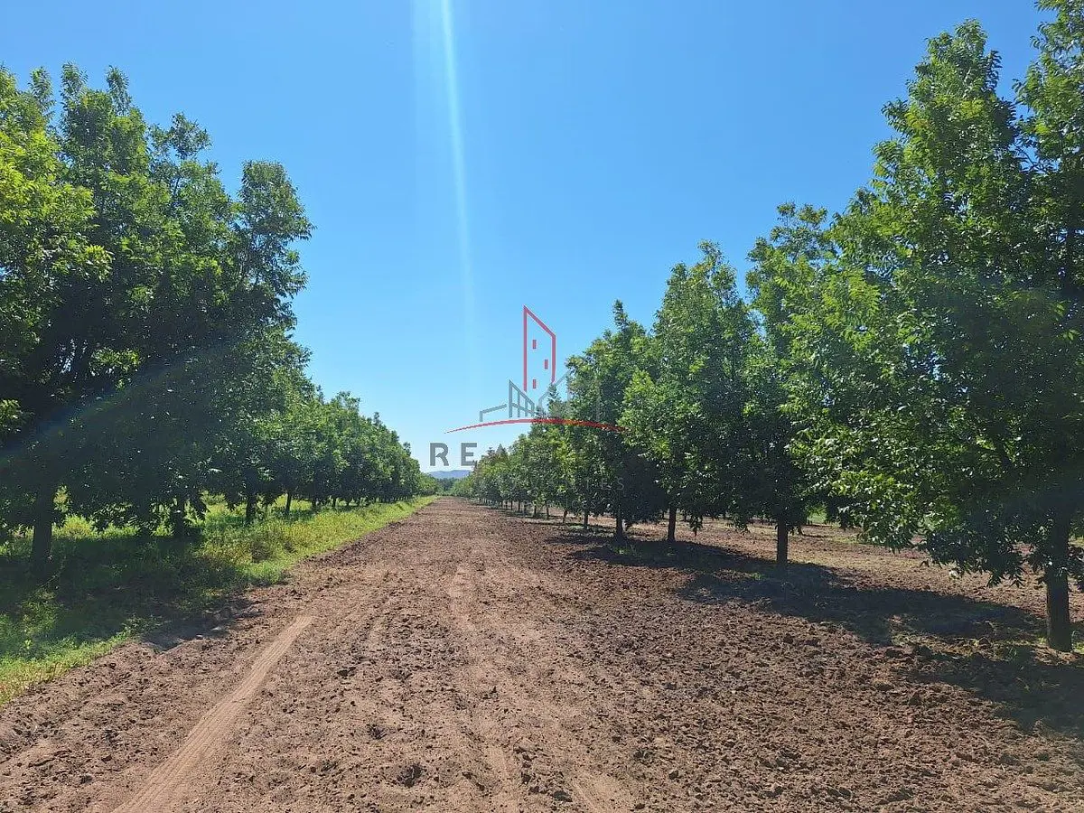 Terreno en venta en Saucillo Centro, Saucillo — foto 1 de 10
