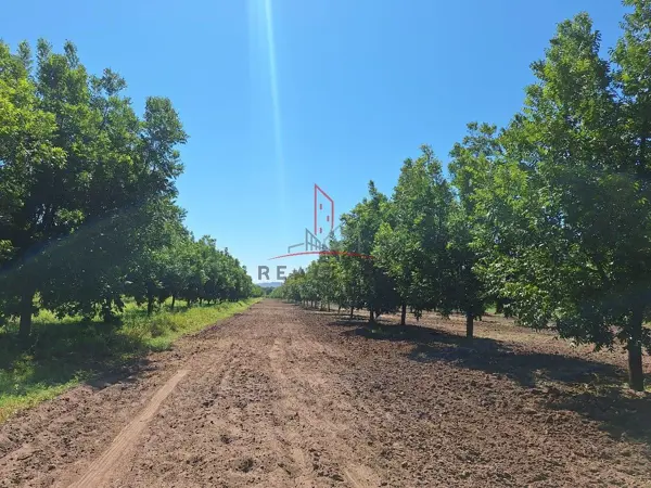 Terreno Rústico Venta Orranteño Saucillo Chihuahua 750,000 Clater RGC