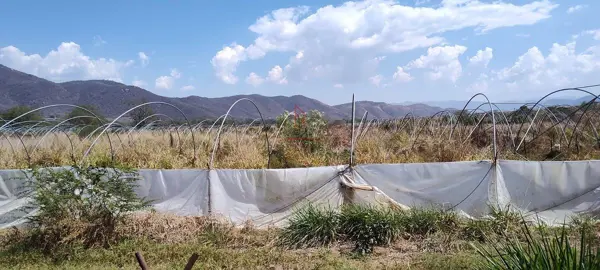 Terreno en venta en San Juan Espanatica, Tuxpan — foto 2 de 8