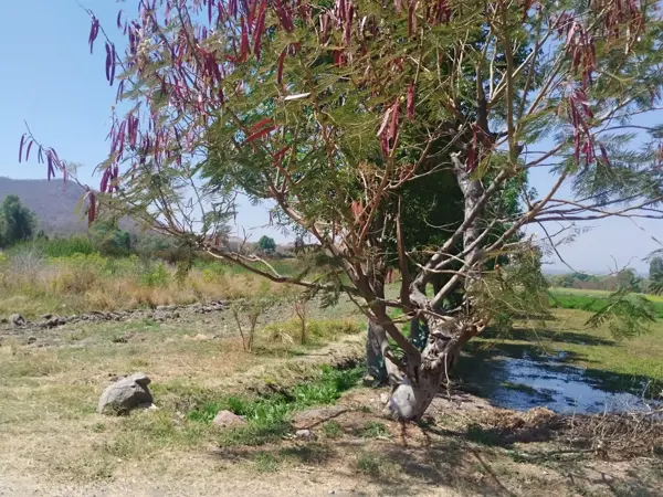 Terreno en venta en Revolucion, Atlixco — foto 2 de 13