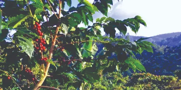 Se Vende Macro Finca Cafetalera Certificada por "RAINFOREST ALLIANCE"