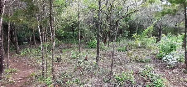 Terreno en venta en La Merced, San Cristóbal de las Casas — foto 2 de 4