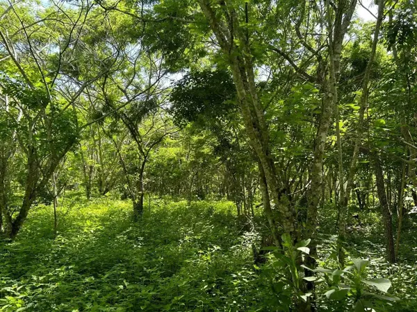Terreno en venta en San Antonio Bombano, Berriozábal — foto 2 de 11