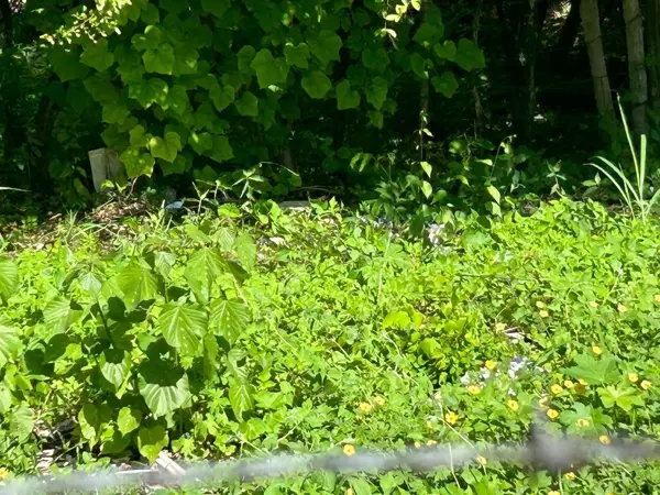 Terreno en renta en Teran, Tuxtla Gutiérrez — foto 3 de 10