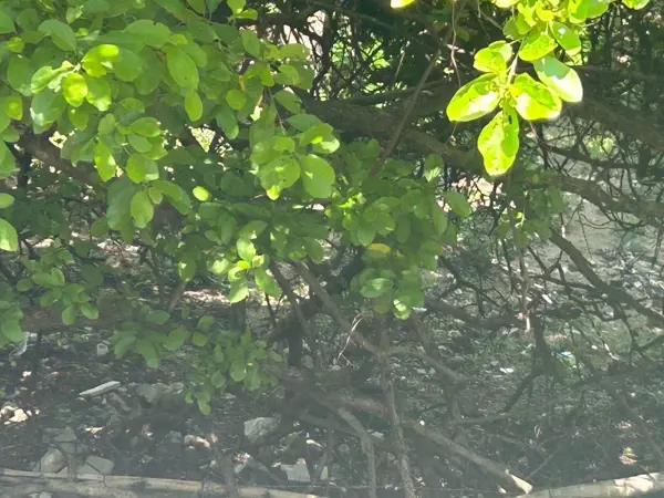 Terreno en renta en Teran, Tuxtla Gutiérrez — foto 2 de 10