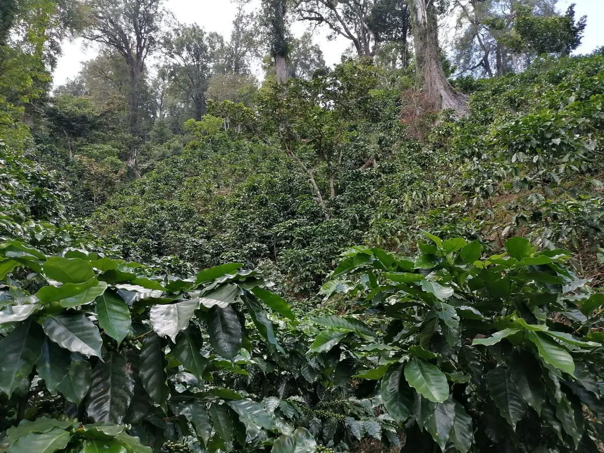 Finca-Rancho en venta en Independencia, La Concordia — foto 1 de 27