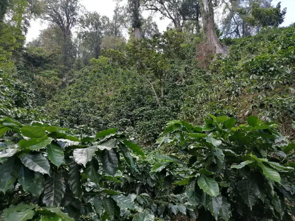 Se Vende Finca Cafetalera, en La Concordia totalmente productiva!!