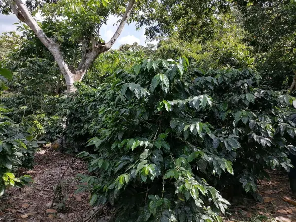 Finca-Rancho en venta en Independencia, La Concordia — foto 2 de 27