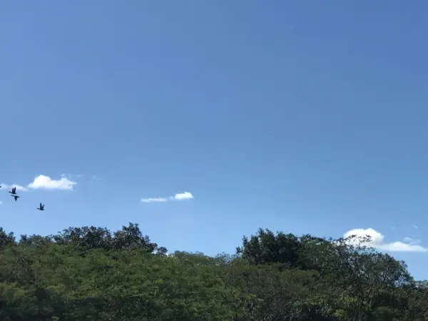 Finca-Rancho en venta en Espinal de Morelos, Ocozocoautla de Espinosa — foto 3 de 35