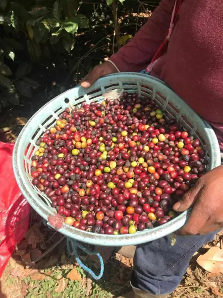 Finca-Rancho en venta en Dolores Jaltenango, La Concordia — foto 3 de 18