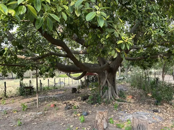 Finca-Rancho en venta en Narciso Mendoza, Chiapa de Corzo — foto 3 de 37