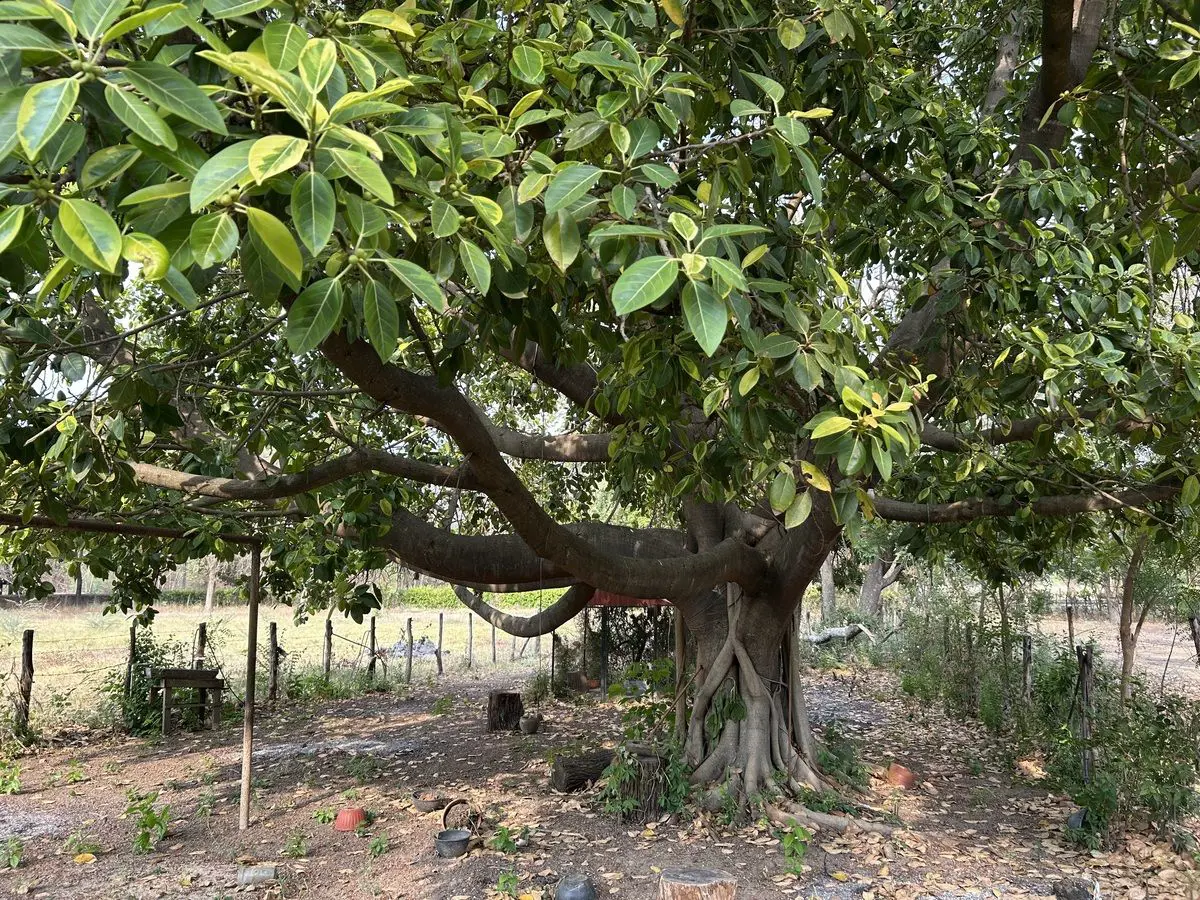 Finca-Rancho en venta en Narciso Mendoza, Chiapa de Corzo — foto 1 de 37