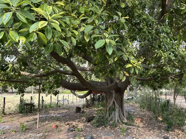 En Venta hermoso Rancho a orilla de Carretera 157, Las Limas-La Concordia, Chis