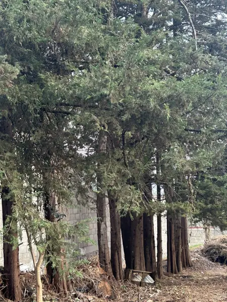 Terreno en venta en Los Alcanfores, San Cristóbal de las Casas — foto 3 de 15