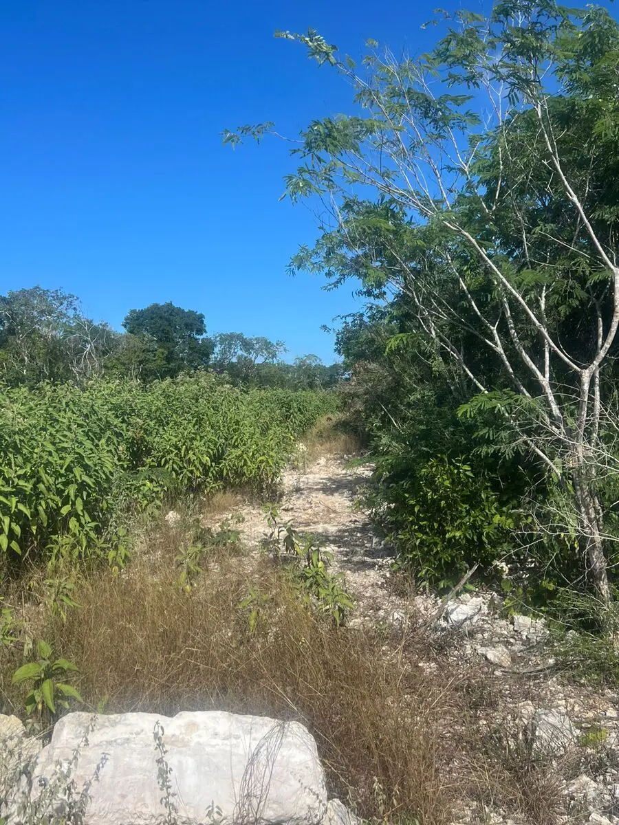 Terreno en venta en Hunucmá, Hunucmá — foto 1 de 3