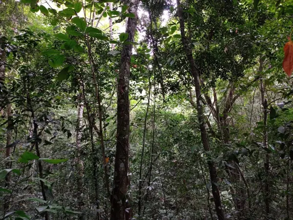 Finca-Rancho en venta en 5 de Mayo, Ocozocoautla de Espinosa — foto 3 de 13