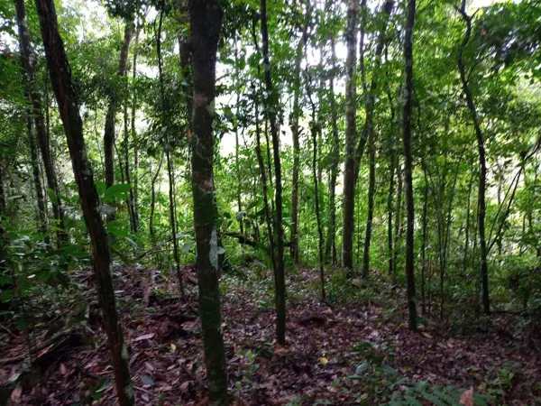 En Venta Terreno en Cerro Brujo apto para Cafeticultura!!