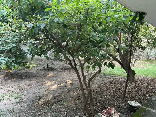Terreno en venta en Plan de Ayala, Tuxtla Gutiérrez — foto 3 de 17
