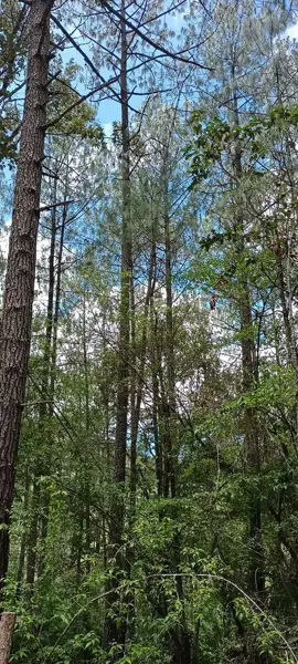 Terreno en Venta, Corral de Piedra en Planada La Troje, en lo alto de la montaña
