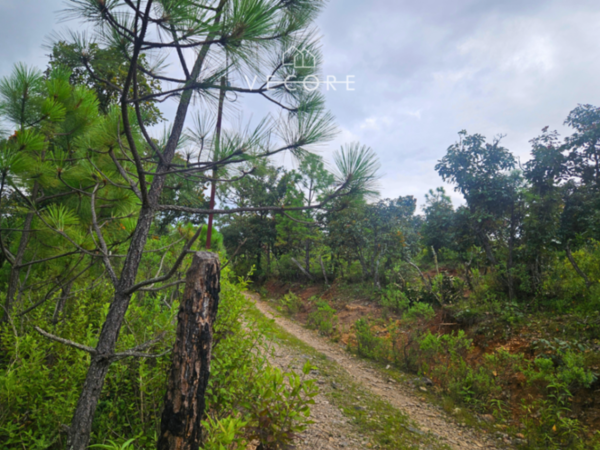 Terreno en venta en Yerbabuena, Tapalpa, Jalisco
