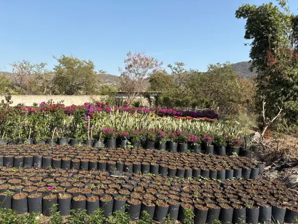 Terreno en venta en Cliserio Alanís (San Gaspar), Jiutepec — foto 2 de 4