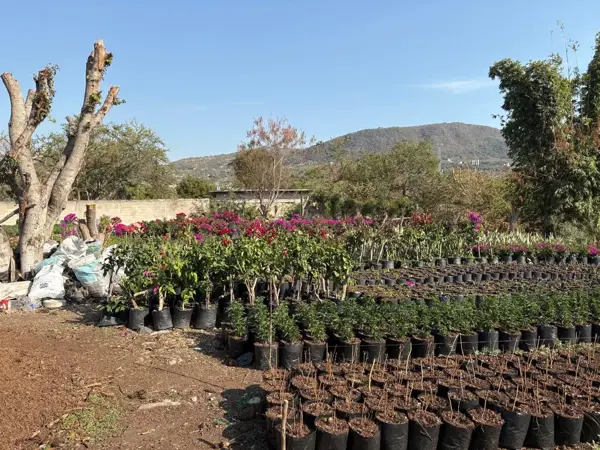 Terreno en venta en Cliserio Alanís (San Gaspar), Jiutepec — foto 3 de 4