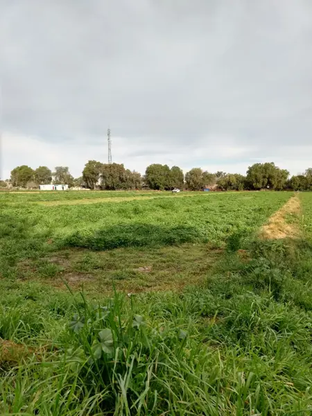 Terreno en venta en Soledad de Graciano Sanchez Centro, Soledad de Graciano Sánchez — foto 3 de 4