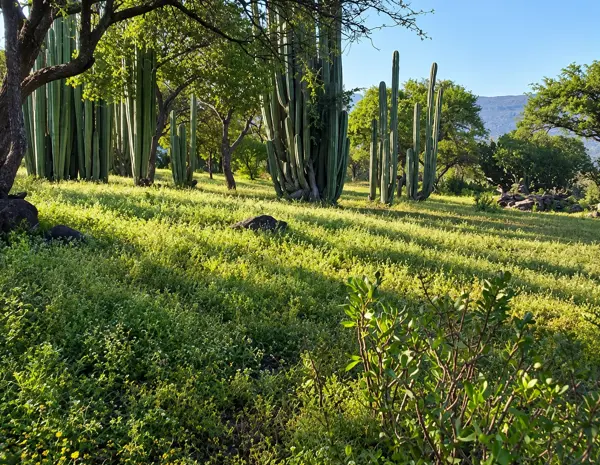 Finca-Rancho en venta en Hidalgo Centro, Tecozautla — foto 3 de 20