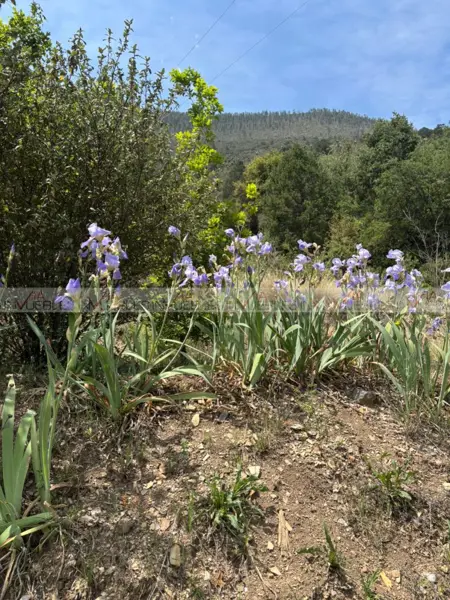 Terreno en venta en La Ciruela, Arteaga — foto 2 de 14