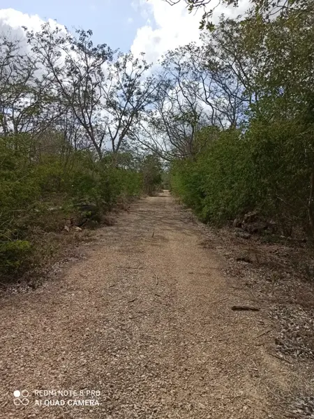 EXCELENTE TERRENO DE 1.25 HECTÁREAS EN YAXKUKUL YUCATÁN