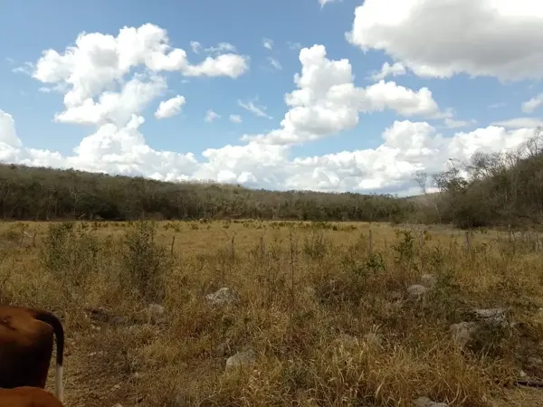 RANCHO DE 542 HAS EN VENTA UBICADO EN DZITBALCHE CAMPECHE!