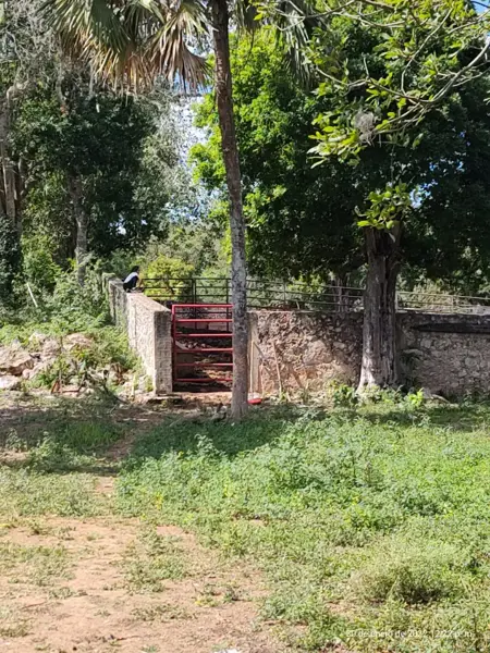 Finca-Rancho en venta en Dzitbalché Centro, Dzitbalché — foto 3 de 8