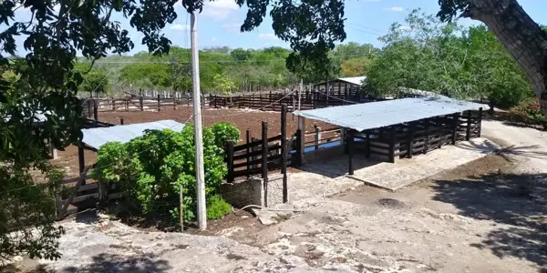 VENTA DE RANCHO CON CENOTES Y OJO DE AGUA EN PANABA YUCATÁN 453 HAS