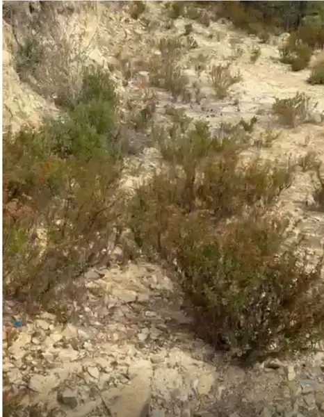 Terreno en venta en La Ciruela, Arteaga — foto 3 de 12
